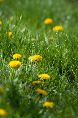  Yeşil çimlerde sarı karahindibalar