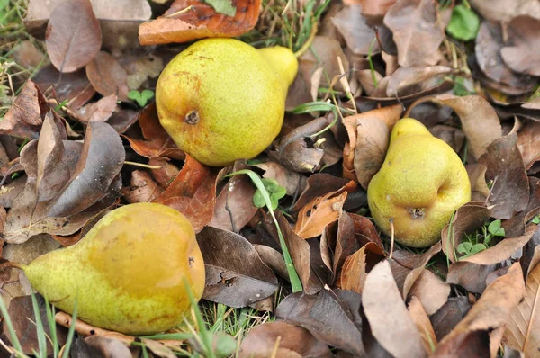 Poires Tombant Sur Les Feuilles — Photo