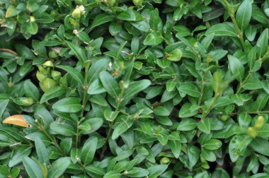  yeşil yaprakların arkaplanı