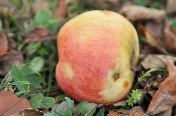 Pomegranate Tree — Stock Photo, Image