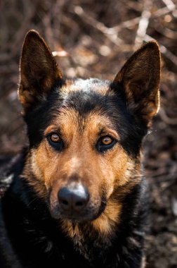Bir köpeğin portresi.
