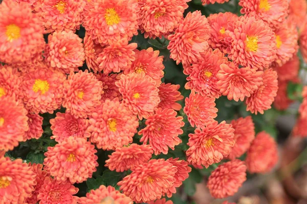 Red Flowers Garden — Stock Photo, Image