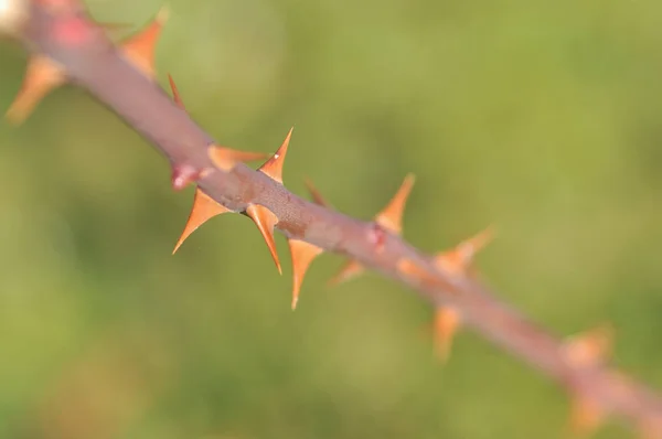 Krople Rosy Trawie — Zdjęcie stockowe
