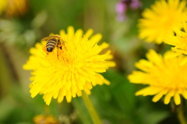 Sarı çiçekli arı