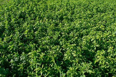 bahar yeşil bitkilerin soyut arka plan