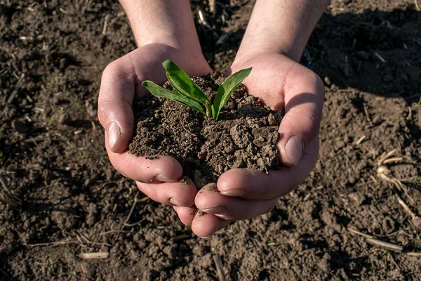 Planta Verde Jovem Mãos — Fotografia de Stock