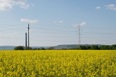  çiçeklenme kolza alanı ve gökyüzü arka plan