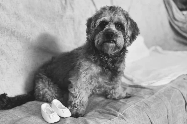 Dog Climbing Couch — Stock Photo, Image