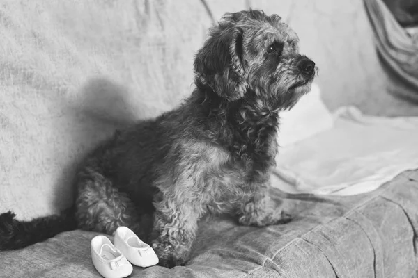 Dog Climbing Couch — Stock Photo, Image