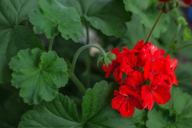  yaprak arka plan üzerinde kırmızı çiçek