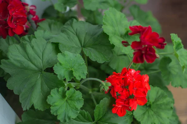 Красный Цветок Фоне Листьев — стоковое фото