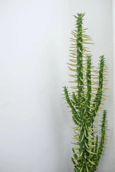 Kaktus Tle Ściany — Zdjęcie stockowe