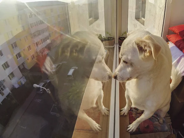 Puppy Looking Out Window — Stock Photo, Image