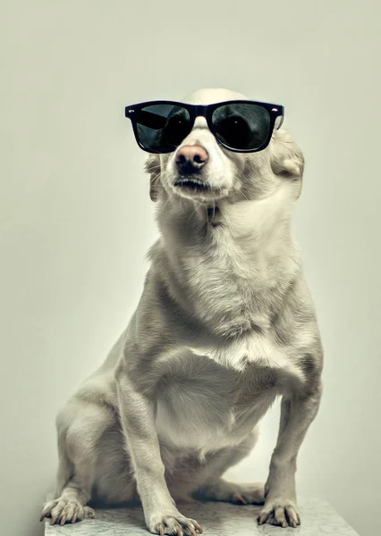 Portrait Puppy Background — Stock Photo, Image