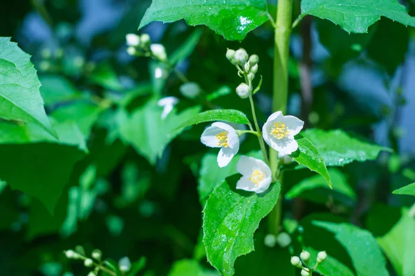 jasmine plant in the garden