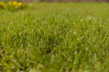  Su damlalı yeşil çimen