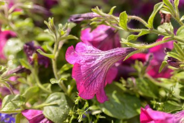  arka planda kırmızı bahçe çiçekleri