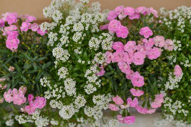 beyaz bahçe çiçekleri arka plan