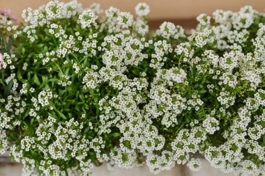 beyaz bahçe çiçekleri arka plan