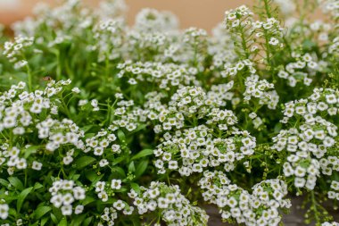 beyaz bahçe çiçekleri arka plan