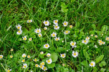 arka planda alan çiçekler