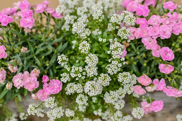 Background White Garden Flowers — Stock Photo, Image