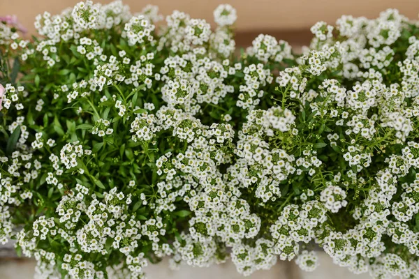 Hintergrund Der Weißen Gartenblumen — Stockfoto