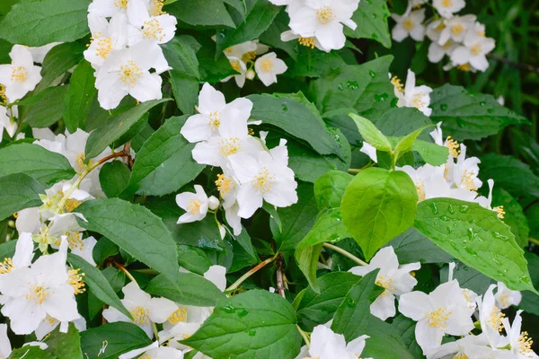 Білі Садові Квіти Фоні — стокове фото
