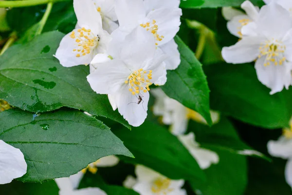 Flores Jardín Blanco Fondo — Foto de Stock