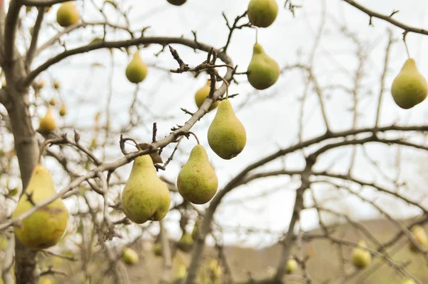 Las Peras Sobre Árbol Otoño — Foto de Stock