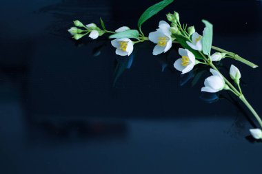  Arka planda Yasemin çiçekleri