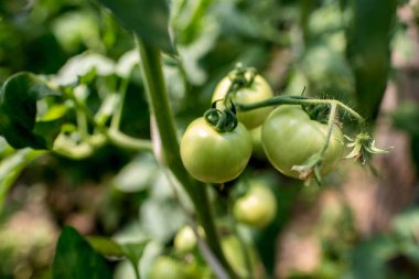  Bitkinin üzerinde yeşil domatesler