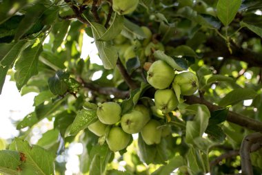 Ağaçtaki yeşil elmalar
