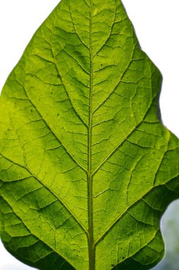  arka plan doku yaprak makro