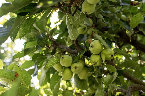 Manzanas Verdes Árbol — Foto de Stock