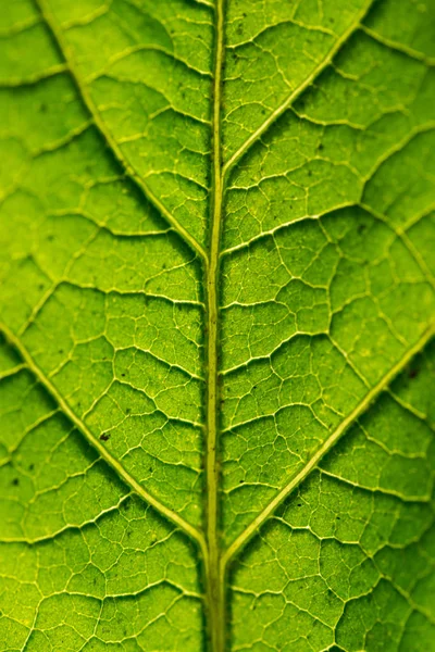 Achtergrond Textuur Blad Macro — Stockfoto