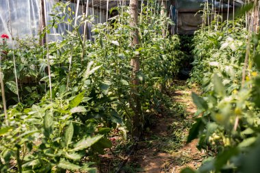 Seradaki genç bitkiler