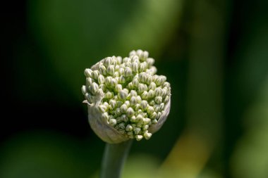  arka planda soğan çiçeği