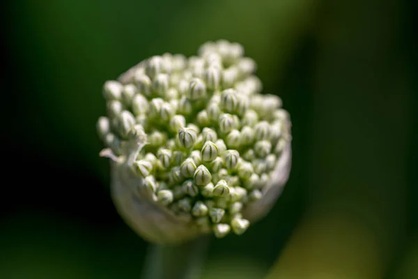 onion flower on the background