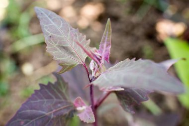 bahçede genç bitkiler