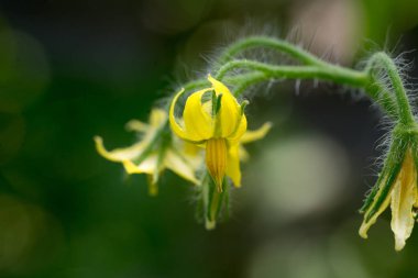 bahçede genç bitkiler