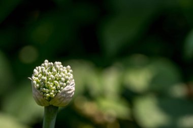 arka planda soğan çiçekleri