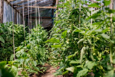 Serada domates bitkileri