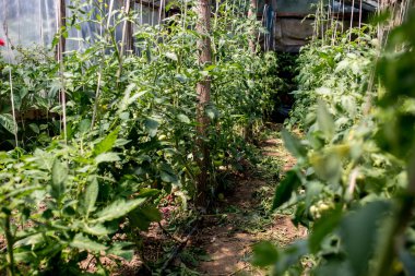 Serada domates bitkileri