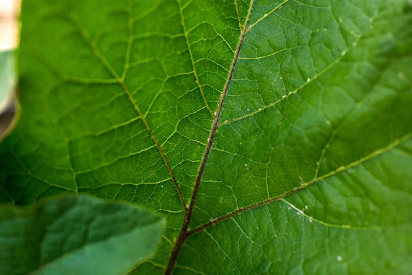 背景緑の葉マクロ テクスチャ — ストック写真
