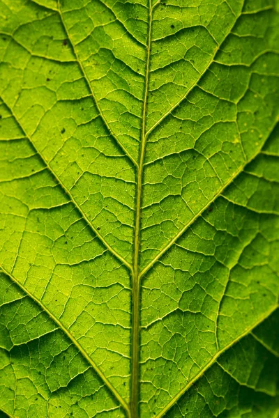 Achtergrond Groen Blad Macro Textuur — Stockfoto