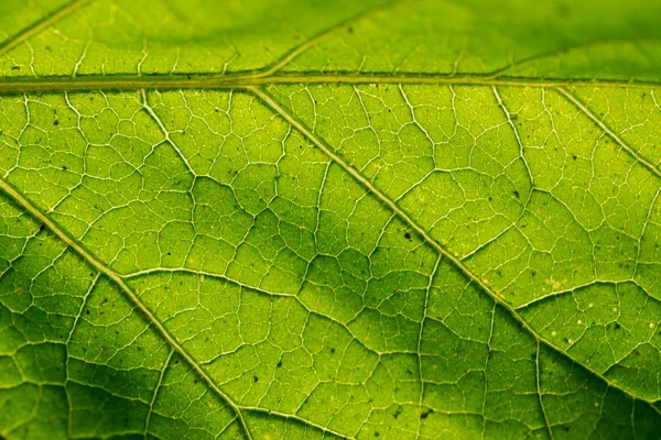 Hintergrund Grünes Blatt Makro Textur — Stockfoto