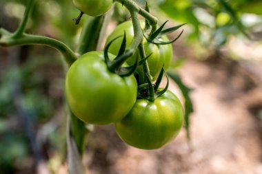 Bahçedeki domates bitkileri