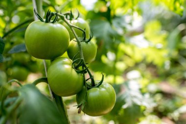 Bahçedeki domates bitkileri