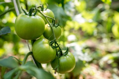 Bahçedeki domates bitkileri